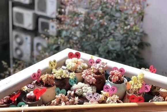  『适宜温度』空间狭小的房间、寝室，养这8种花草，小巧精致又好养
