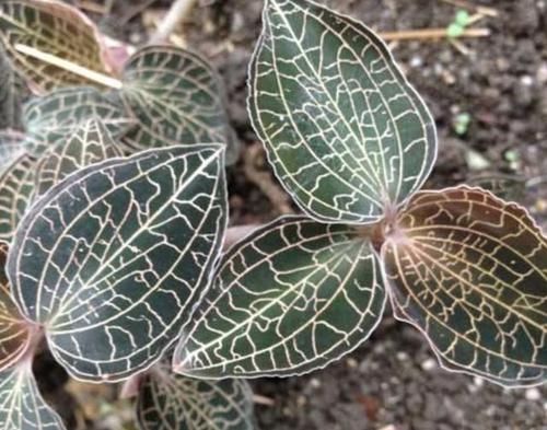  【野草】“1种野草”生长在山里，被称为“金线莲”，株型小，却很珍贵！