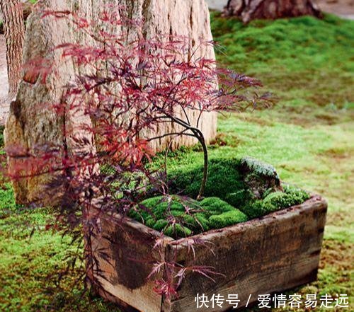  『细枝羽藓』日式庭院不可缺少的一种植物，有了它庭院便充满了禅意