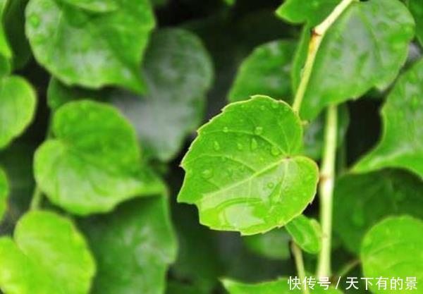 『家里』别管你有钱没钱,这些花卉家里必须有,远离医院,身体更健康!