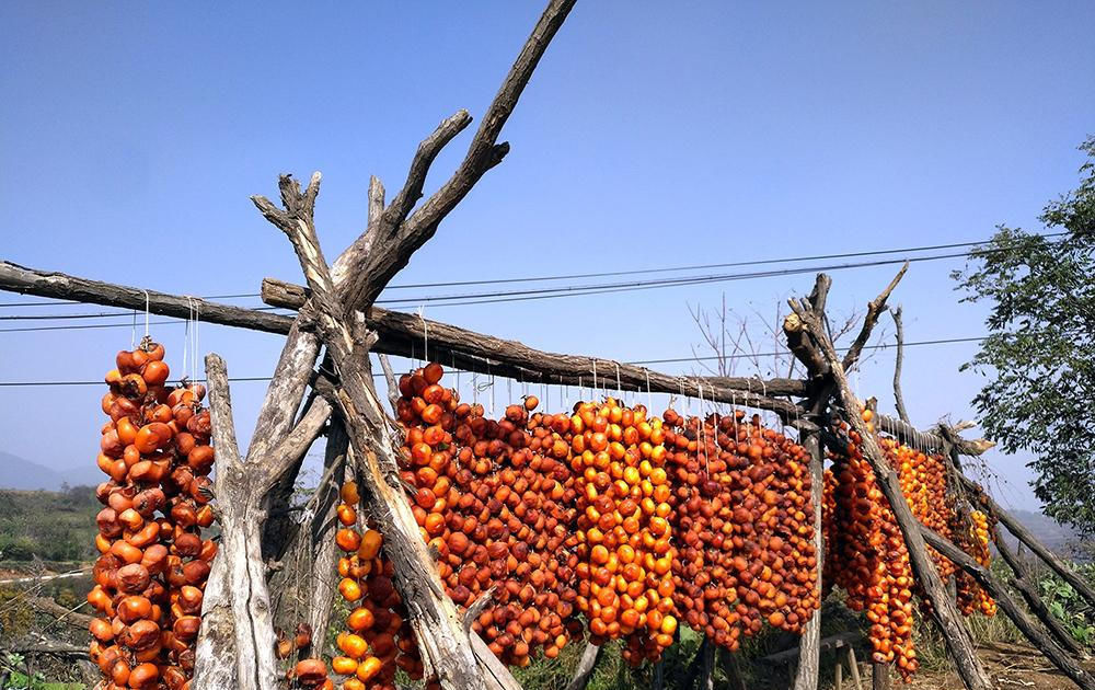  「柿饼」人称肺之果，种一次可吃百年，新鲜的不值钱，晒干后价