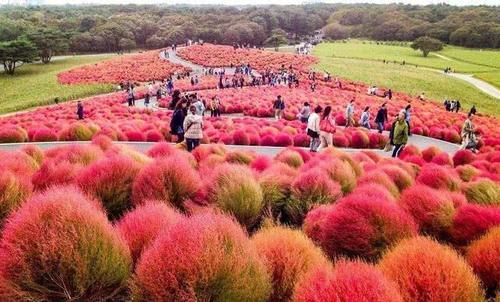 扫把草变成日本“花海”，吸引无数游客，国人看后疑惑？