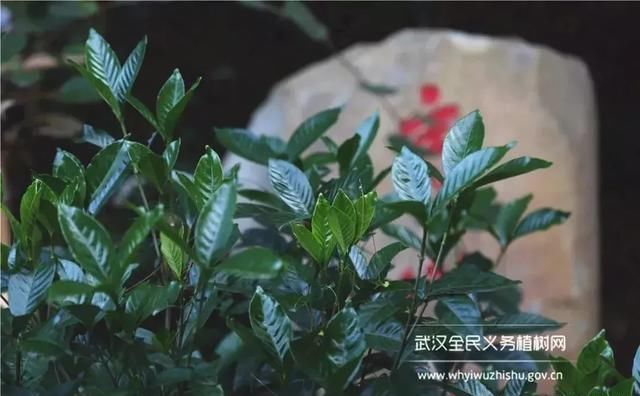 远离城市喧嚣！这个男人在黄陂建了座花海庄园，堪比“世外桃源”