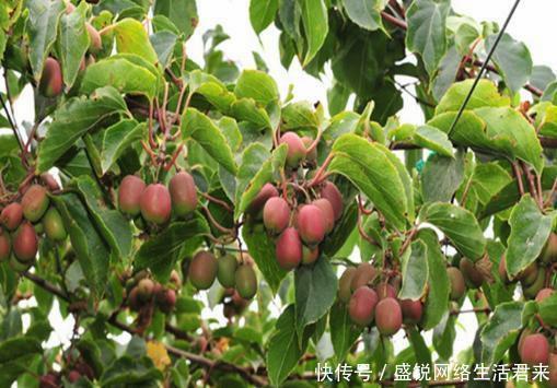  「我国」永别了，红薯！我国伟大新品一炮走红！比黄金还贵，一