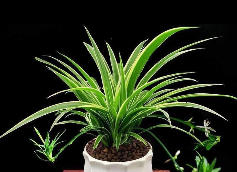  「植物」把这种植物养在卫生间, 不仅能净化空气, 还具有观赏价值