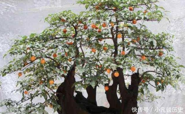  【值钱】夏天花卉怕热，那就养2种“盆景树”，摆家里有寓意，还值钱！