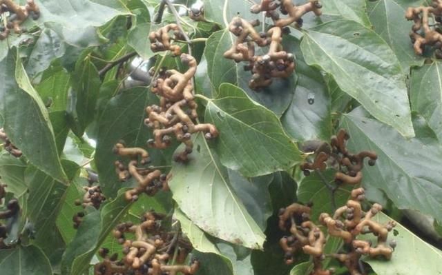  【果子】1种“果树”长在山上，结出灰色的“果子”，人称“拐枣