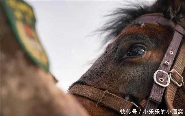  复勒瓦：军马“黑风”，边防官兵的亲密战友