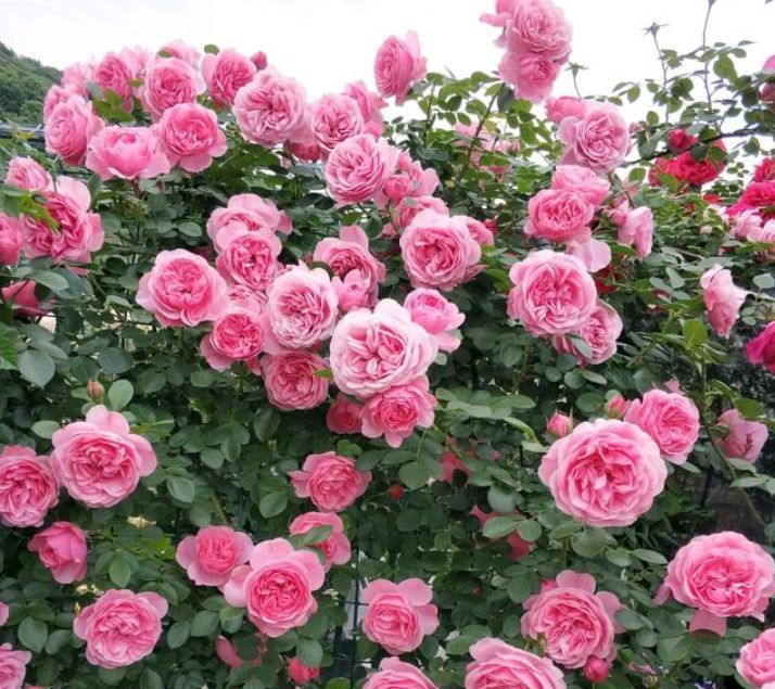  「特长」这时候，就养这些“花”，好看又好养，花期还特长，美爆阳台！