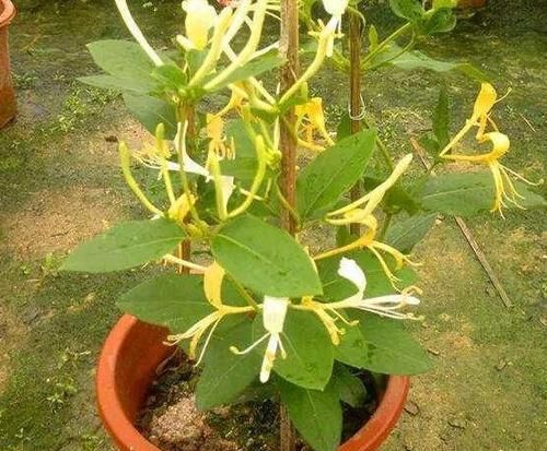  『早日』如何扦插花草能早日生根发芽？自制2种生根水，经济实用效果