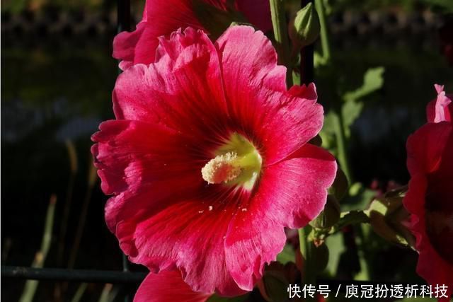  适合：适合养在阳台的花卉，耐热耐晒耐高温，花大色艳能爆盆，美丽极了