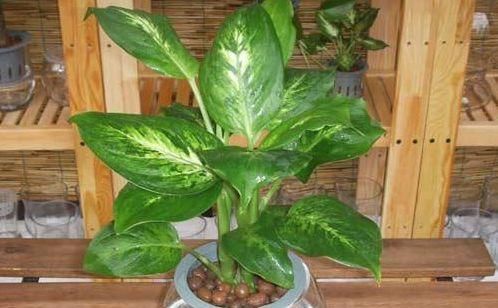  『万年青』水培的斑马万年青，叶子总是发黄，为什么会出现这种情况呢？