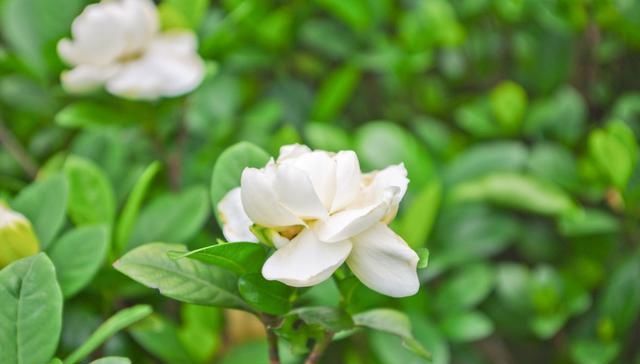  #栀子花#万花之中大爱栀子花，冬前做好这四点，确保来年再见栀子花开！