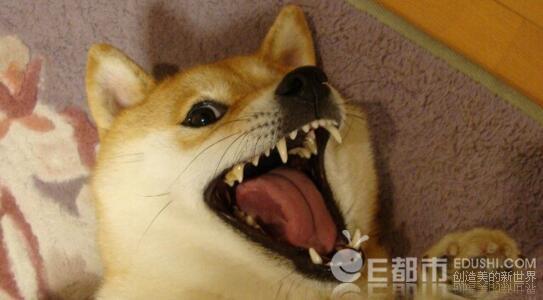 杨怡潇krasa个人资料微博黑料 浙江富二代张晓恩骗友1.7亿养网红