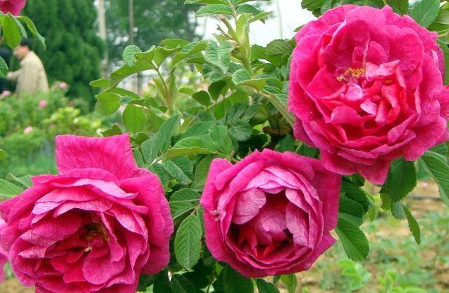  『人人』花大色美的3种花，开花猛，好管理，人人都喜爱