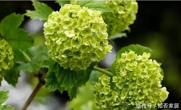 扦插|手把手教你种绣球花,日常养护、扦插方法、修剪样样有!