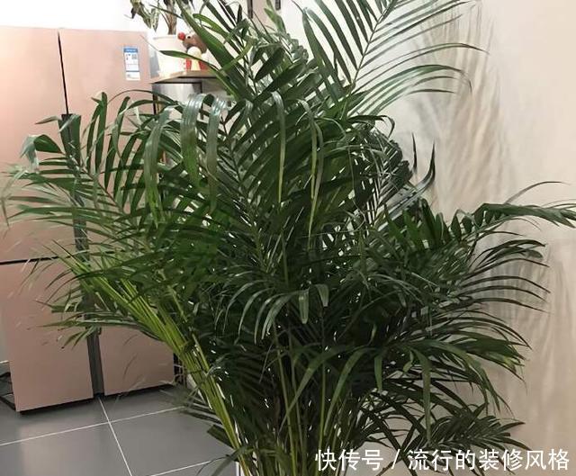  [油绿]散尾葵过冬，注意1个“小细节”，叶片油绿发亮，蹭蹭长到两米高