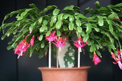  「植物」过年送老年人这几种植物，既好看又实用！