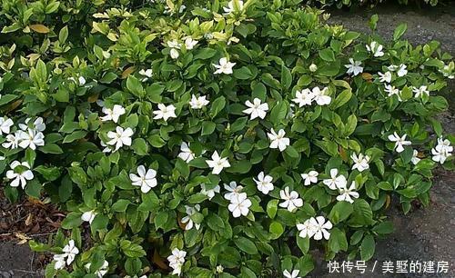 家里■家里养花选它,养20年都不黄叶,开花香一辈子,养成传家宝!