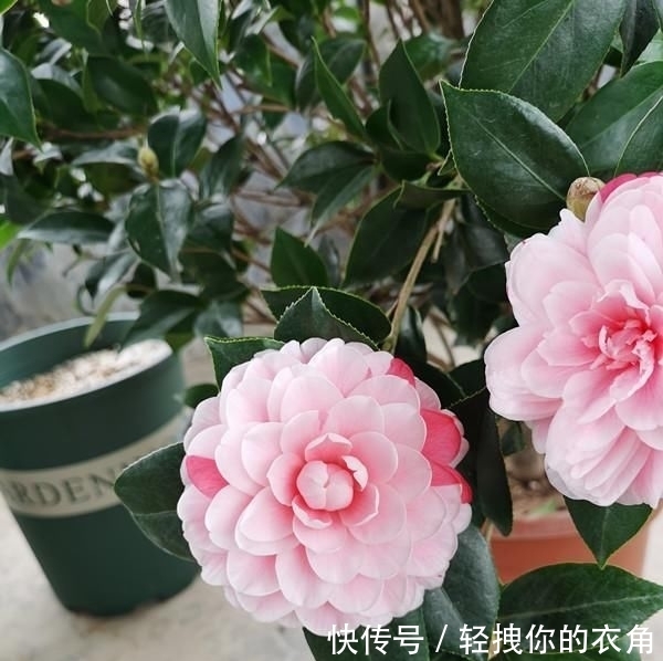 不失:这种花是世界著名的花,多色的花,美丽的,牡丹不失,容易保养,栽培很有价值