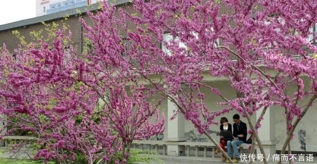 开学了，去青岛最美大学去逛一逛吧，个个堪比5A级景区