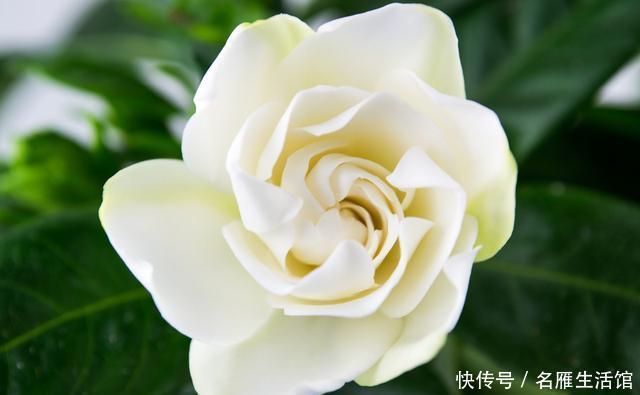  『遥遥无期』栀子开花遥遥无期？专业花匠来指点，从此阳台被“霸占”