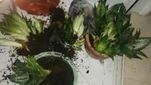  『土壤进行』这“3种”植物，1年就要“换1次”土，不然土壤都会被“吃光”！