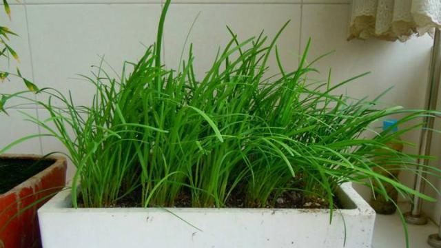  「蔬菜」阳台种菜，选择这3种蔬菜，吃完一茬长一茬，绿色健康又好吃！
