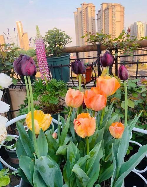  『耧斗菜』4种花别着急买，种下不开花，买来就是浪费钱