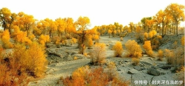  #乌苏#中国在塔克拉玛干沙漠，耗资上亿种下大量植物，现在都怎