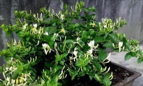  『养虎皮兰』这“2种”植物，再贵也要养，有“旺财”的美好寓意，富人都爱养