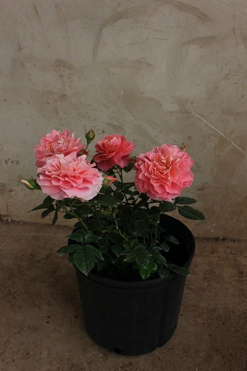  [珍品]“珍品玫瑰”紫雾凝霜，花型秀美，美丽怡人，堪称养花必备