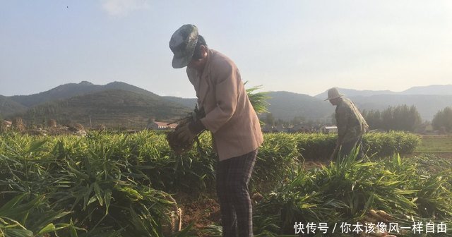 农民地里种它，亩产八千斤，一斤价格2元以上，亩收入万元