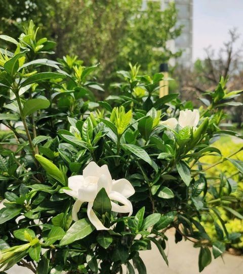  #自制#教你2种小方法，自制“酸性土”，拿来养栀子花，再也不黄叶