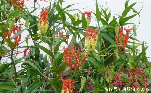  [长相]它在农田里很常见，长相像兰花农民却当宝，可盆栽也可入