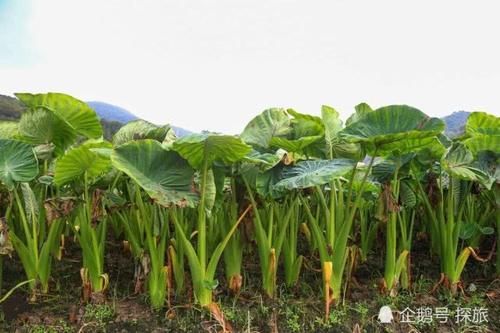  上榜@广西人口最多的10个县，均过百万，你的家乡上榜了吗？