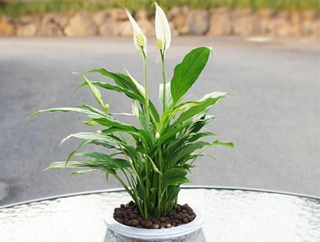  「植物」喜欢水培植物就养这几种，养了保证不后悔！