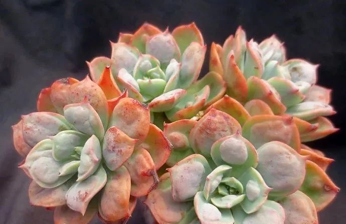  #就像#老贵老贵的多肉老桩,费钱也要养几盆!