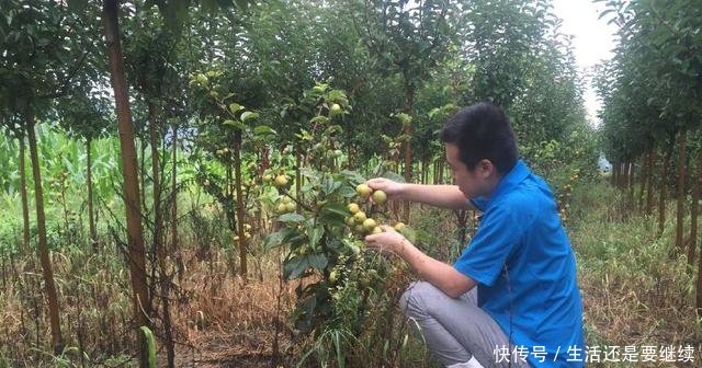 每斤一元，亩产达1万斤，农民种植它年赚4-5万元