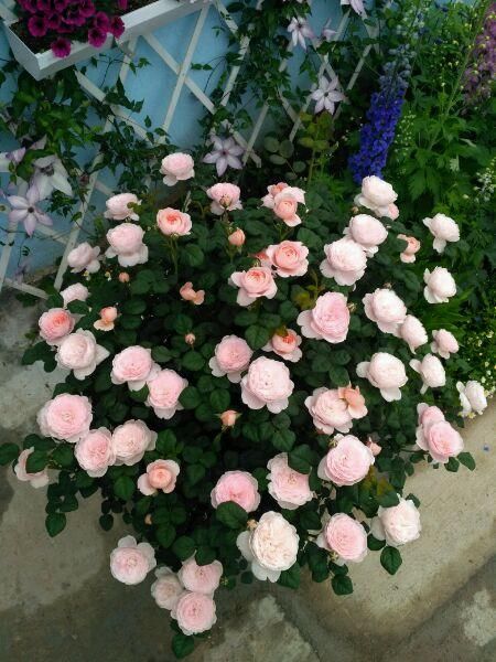  花苗■以美貌被人称奇，花苗越大花朵越美，人见人爱