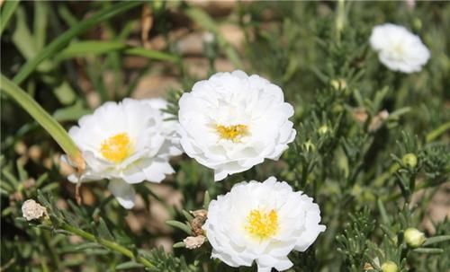  『花开花』半枝莲又叫太阳花，最容易养，怎样让太阳花开花更茂盛？