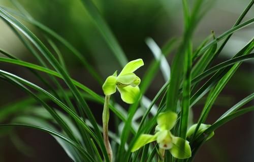  【油绿】春天养兰花，做好4件事，猛长侧芽叶油绿，生长进入快车道！