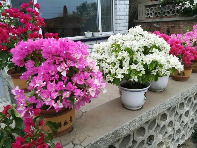  三角梅苗■刚买的扦插三角梅换盆易掉叶枯枝？采用套盆法，养根才是正途