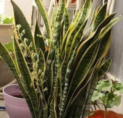  [阿司匹林溶]虎皮兰长得慢？浇水加粒“药”，芽多“挤爆盆”，虎皮兰变群兰！
