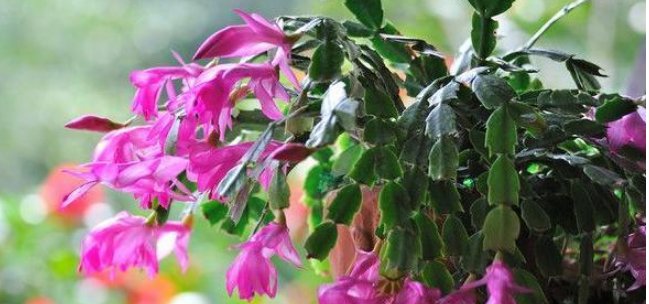  [油绿]夏天蟹爪兰叶片“犯蔫”，做好3点，安稳度夏，叶片油绿，花朵多