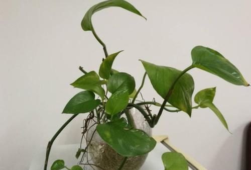  【旺盛】怎样养绿萝长得快？5大技巧让它'绕'屋跑，越长越长越旺盛