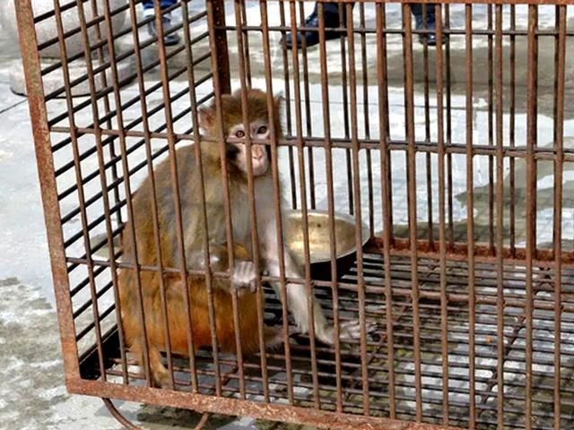  保护野生动|男子非法捕获国家二级重点保护动物，法院公开宣判