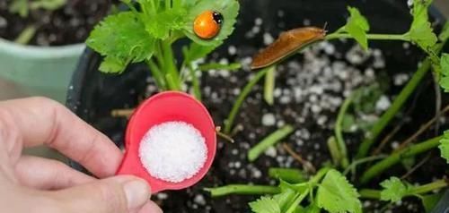  好处：七水硫酸镁用来养花的几大好处，避免叶黄，让植物移栽更轻松