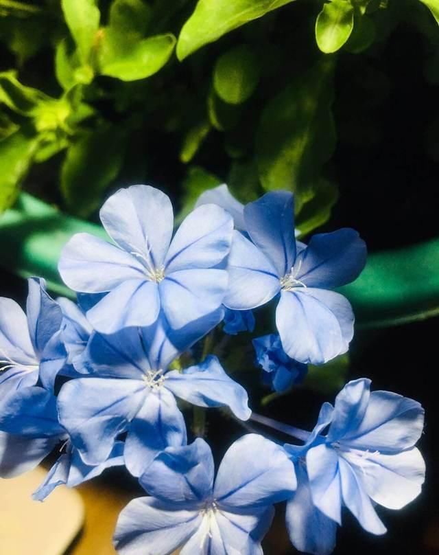  【开成】这花长得巴掌大，越晒花越多，一不小心就开成瀑布