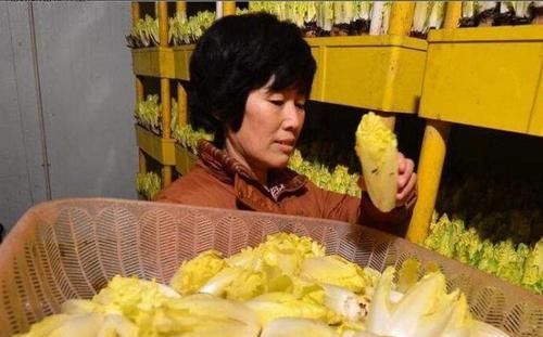  [植物]1种“废根”谁丢谁傻！养在花盆里，5天长出白菜心，一斤80元